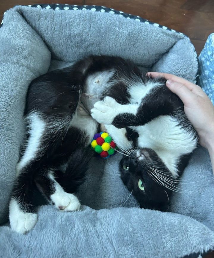 Murie and Scarlet (bonded pair) 3