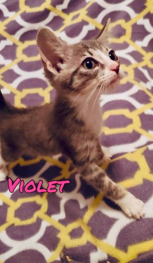 Violet, Baby Female unknown