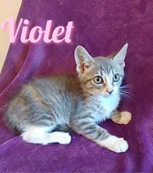 Violet