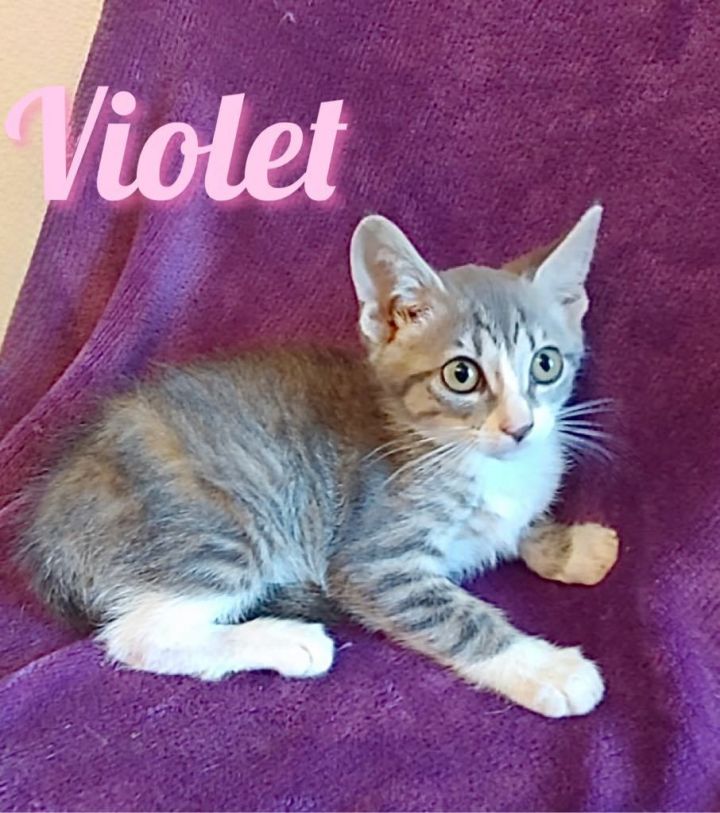Violet 1