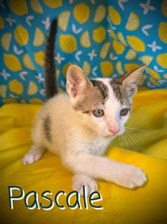Pascale, Baby Male unknown