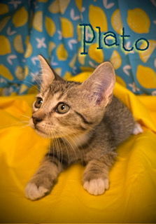 Plato, Baby Male unknown