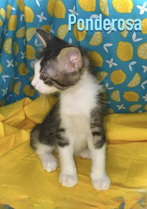 Pandora, Baby Female unknown