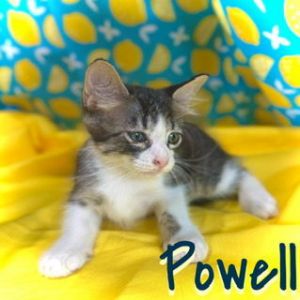Powell, Baby Male unknown