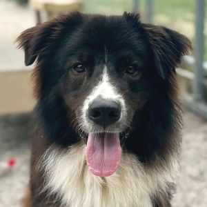 Asher, Adult Male unknown