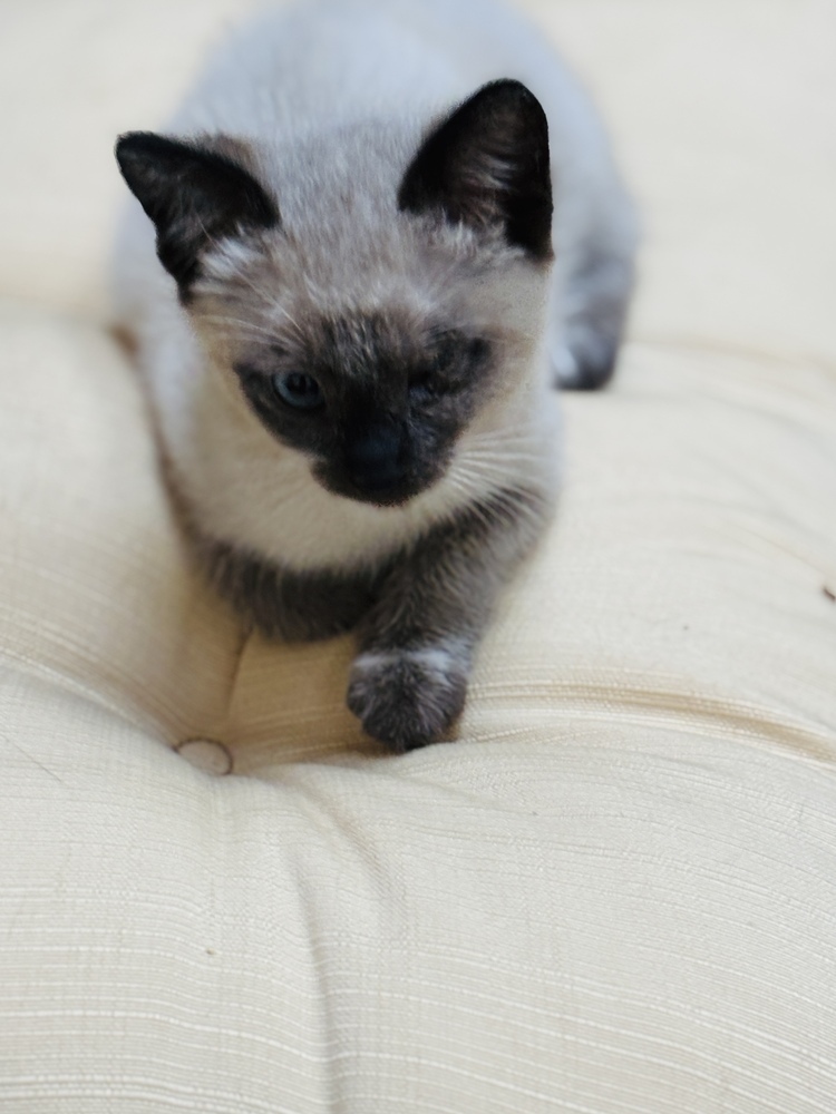 Pokemon, an adoptable Siamese, Snowshoe in Pinole, CA, 94564 | Photo Image 4