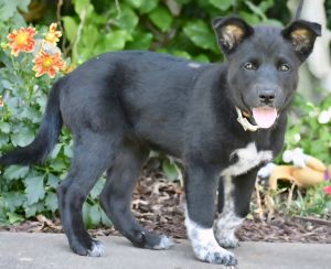 PUPPY OPRAH, Baby Female unknown