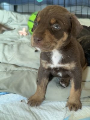 Scout, Baby Female unknown