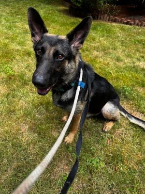 Gracie German Shepherd Dog Dog