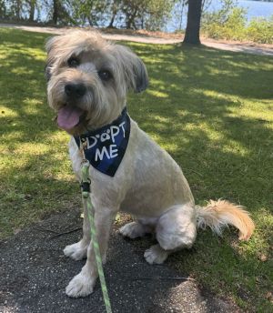 Fozzie Standard Poodle Dog