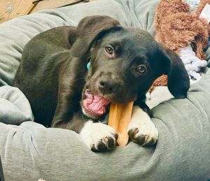 Jett Labrador Retriever Dog