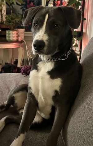 Beau, Young Male unknown