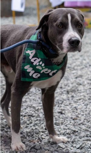 Beau Pit Bull Terrier Dog