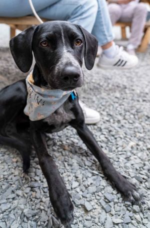 Sally Hound Dog