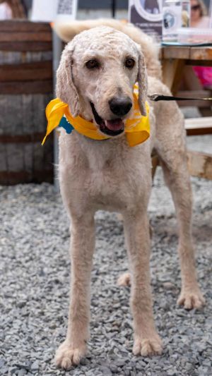 Animal Profile He is a beautiful Golden RetrieverPoodle mix about 2 years old and it around 68 po