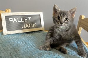 Pallet Jack, Baby Male unknown