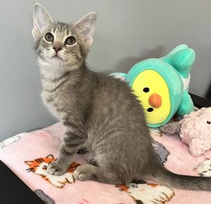 Mr. Bagel, Baby Male unknown