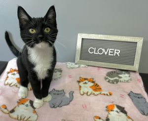 Clover, Baby Female unknown