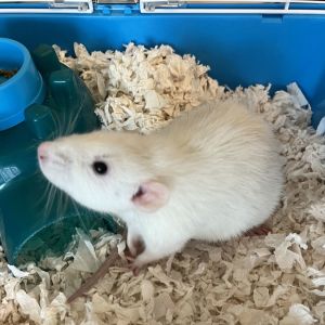 Cheddar the Rat!, Adult Male unknown