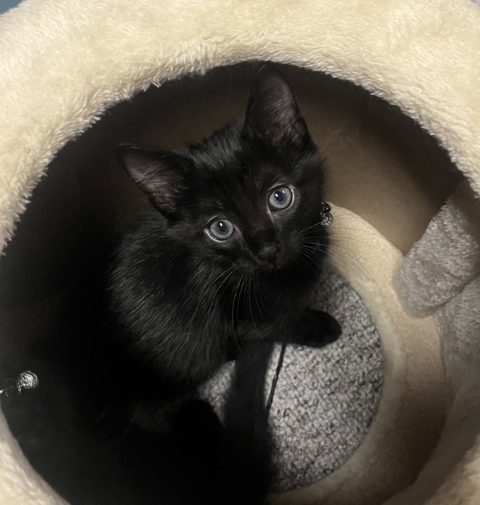 Basil, an adoptable Domestic Short Hair in Traverse City, MI, 49686 | Photo Image 1