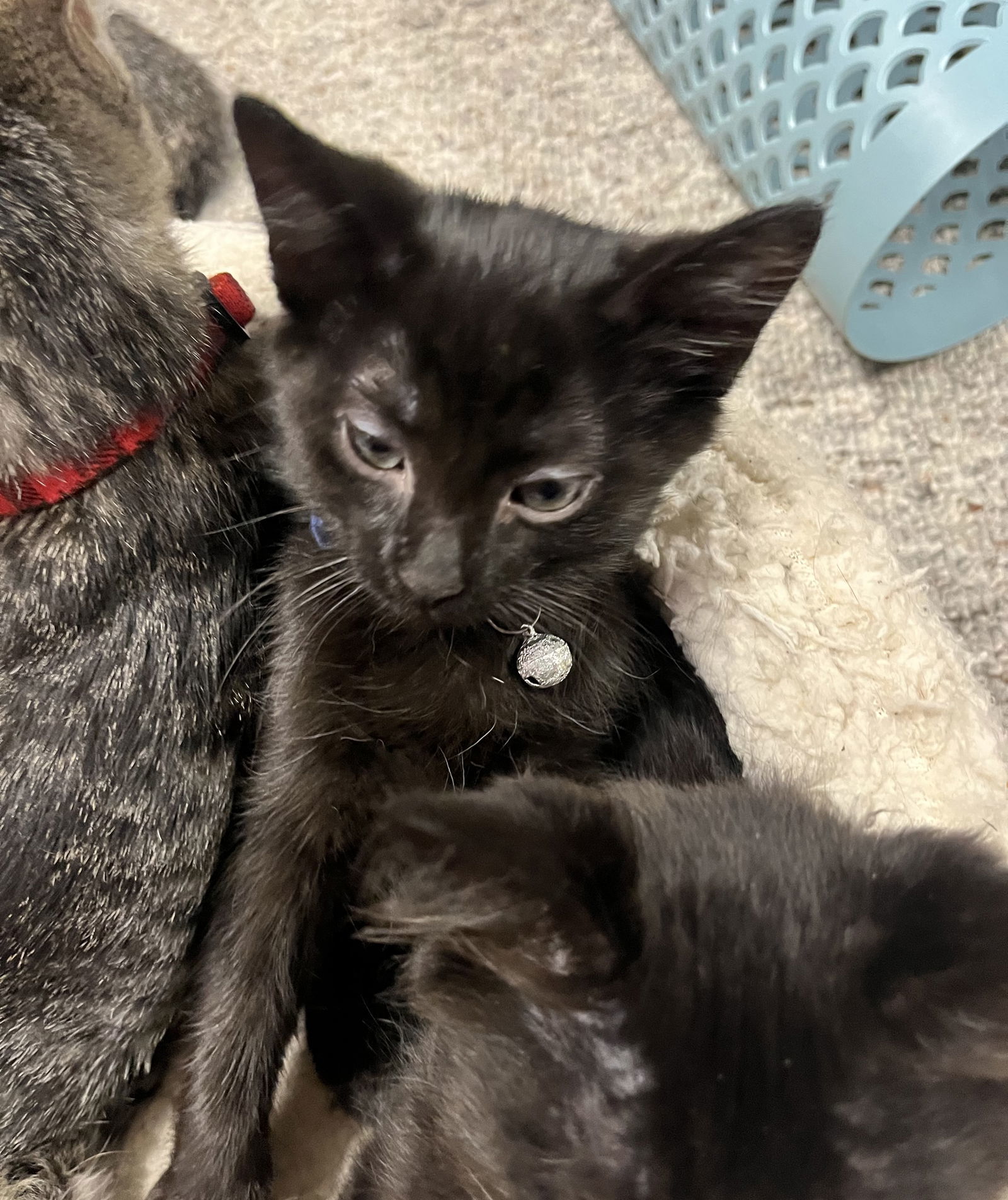 Basil, an adoptable Domestic Short Hair in Traverse City, MI, 49686 | Photo Image 3
