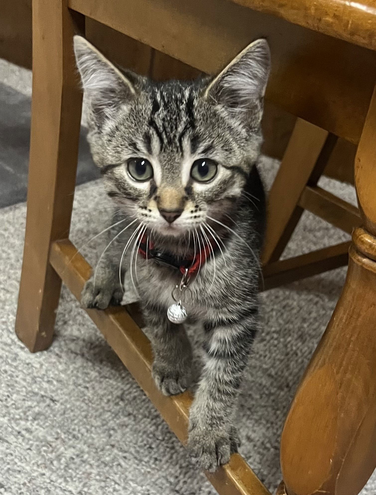 Anise, an adoptable Domestic Short Hair, Tabby in Traverse City, MI, 49686 | Photo Image 1
