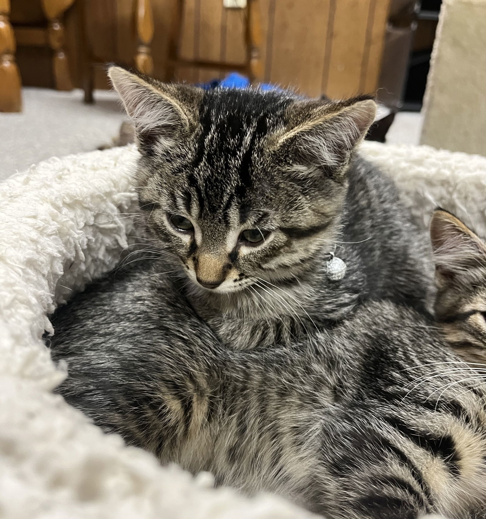 Anise, an adoptable Domestic Short Hair, Tabby in Traverse City, MI, 49686 | Photo Image 2