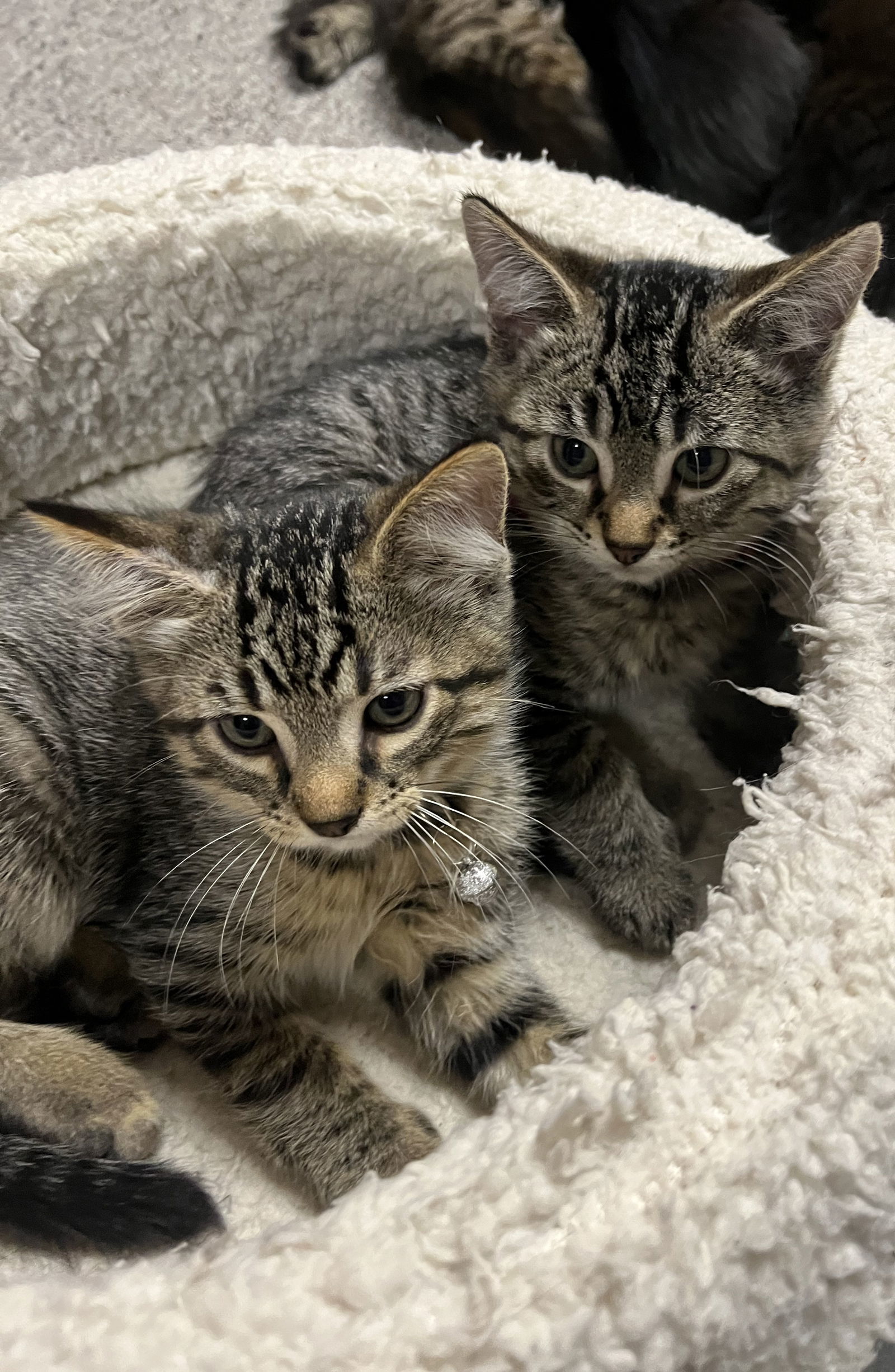 Anise, an adoptable Domestic Short Hair, Tabby in Traverse City, MI, 49686 | Photo Image 3