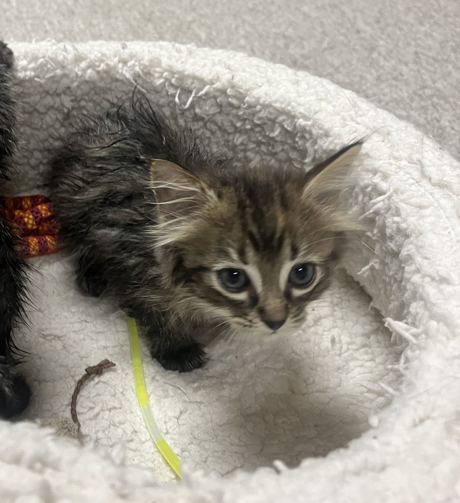 Nutmeg, an adoptable Domestic Long Hair, Tabby in Traverse City, MI, 49686 | Photo Image 2