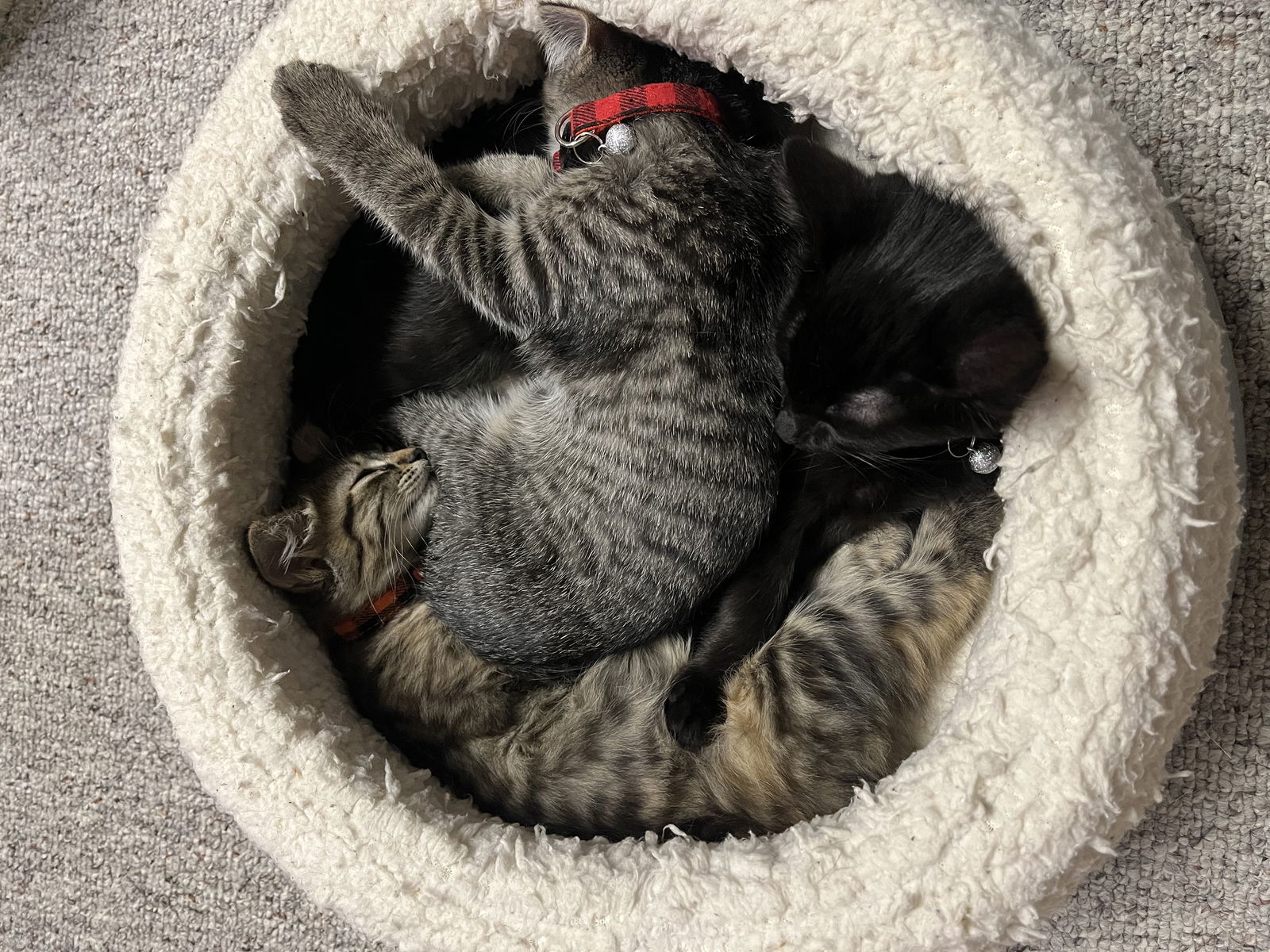 Nutmeg, an adoptable Domestic Long Hair, Tabby in Traverse City, MI, 49686 | Photo Image 3