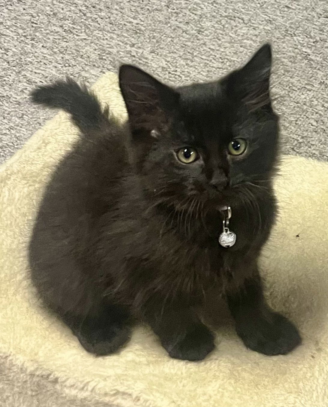 Dill, an adoptable Domestic Long Hair in Traverse City, MI, 49686 | Photo Image 1