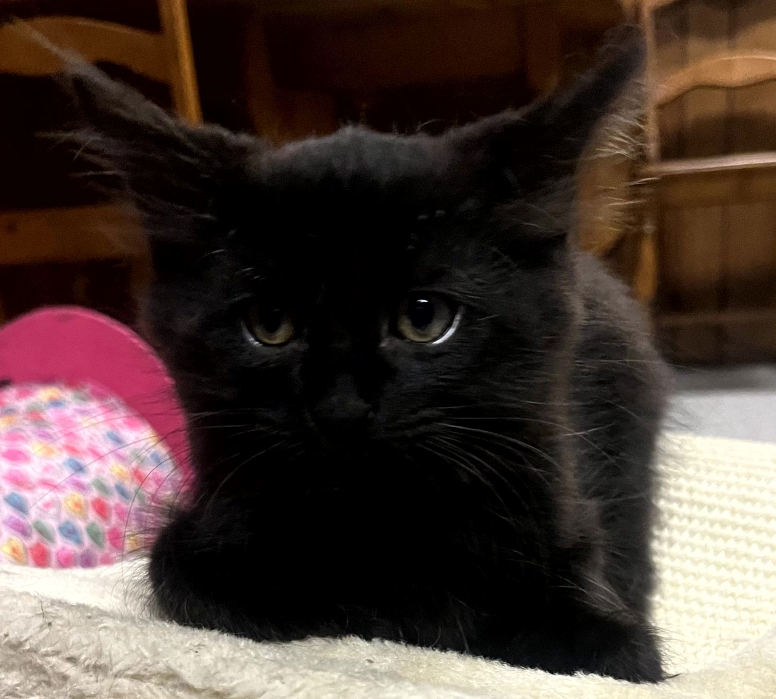Dill, an adoptable Domestic Long Hair in Traverse City, MI, 49686 | Photo Image 2