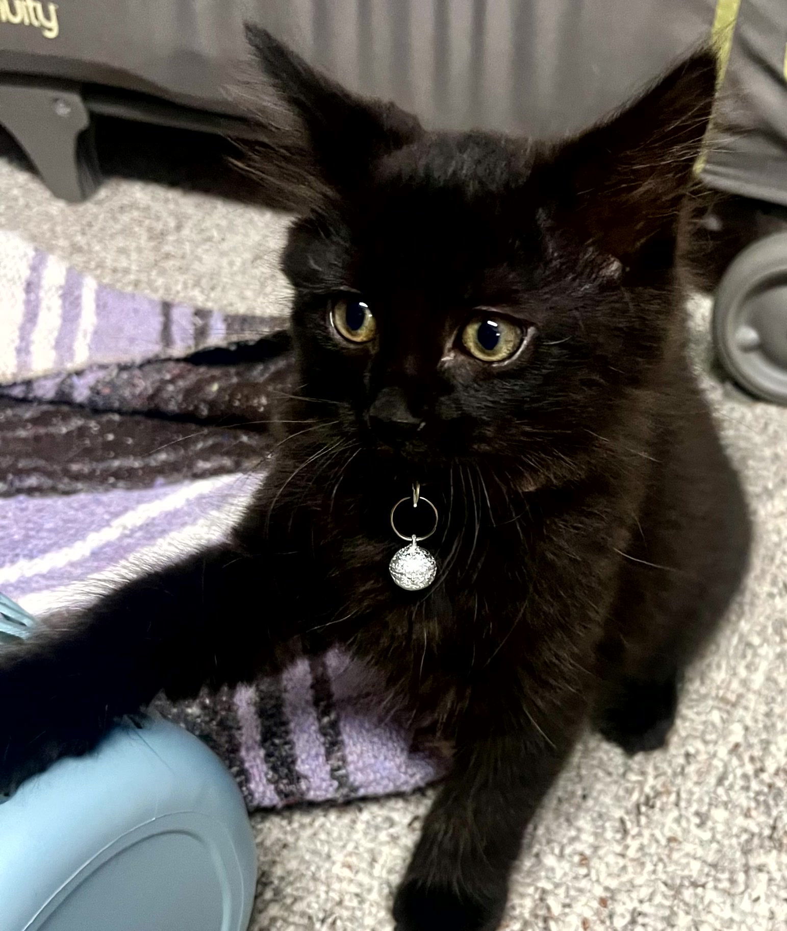Dill, an adoptable Domestic Long Hair in Traverse City, MI, 49686 | Photo Image 3
