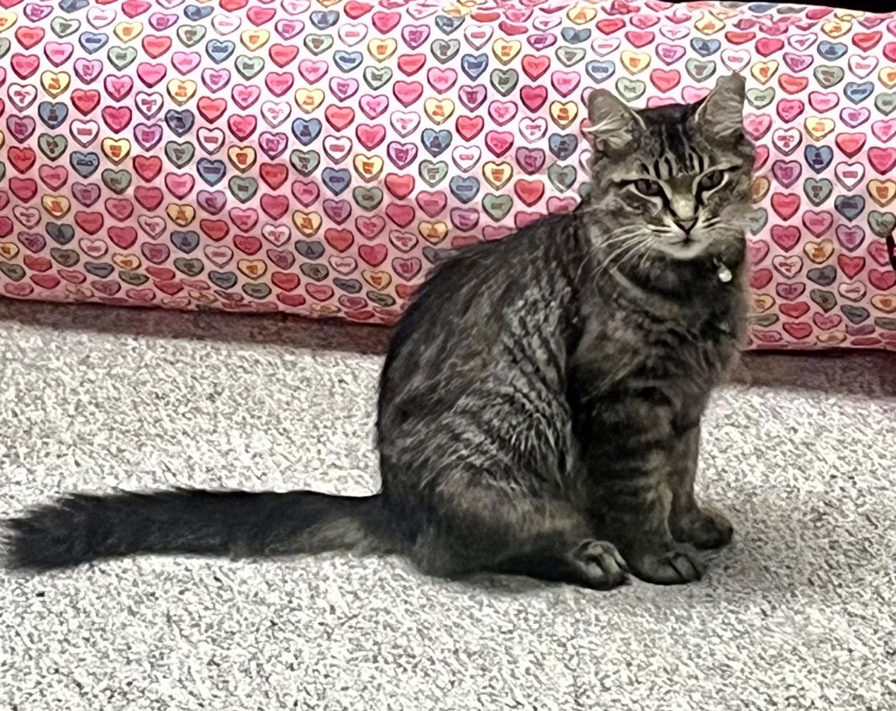 Pepper, an adoptable Domestic Long Hair, Tabby in Traverse City, MI, 49686 | Photo Image 1