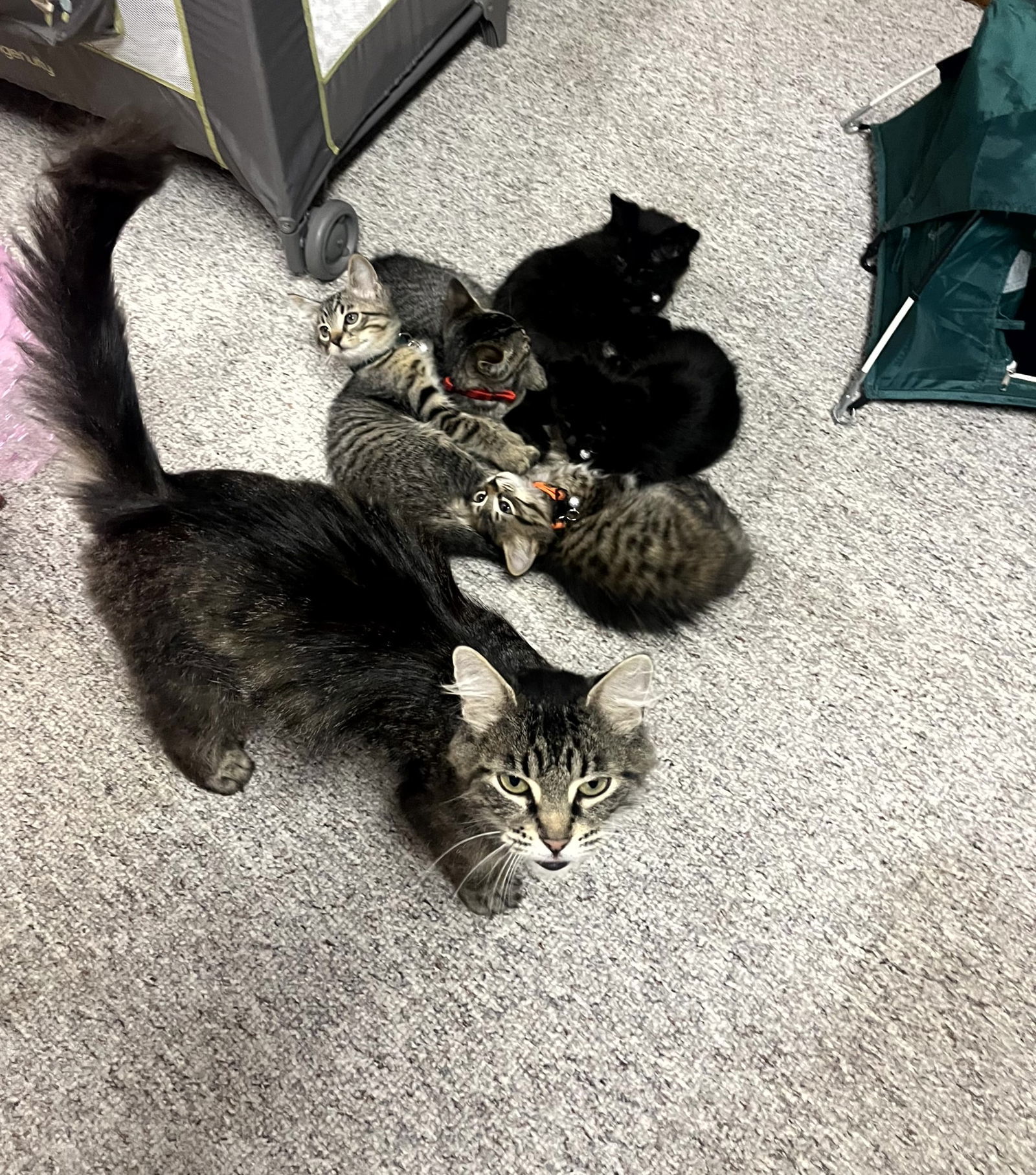 Pepper, an adoptable Domestic Long Hair, Tabby in Traverse City, MI, 49686 | Photo Image 2