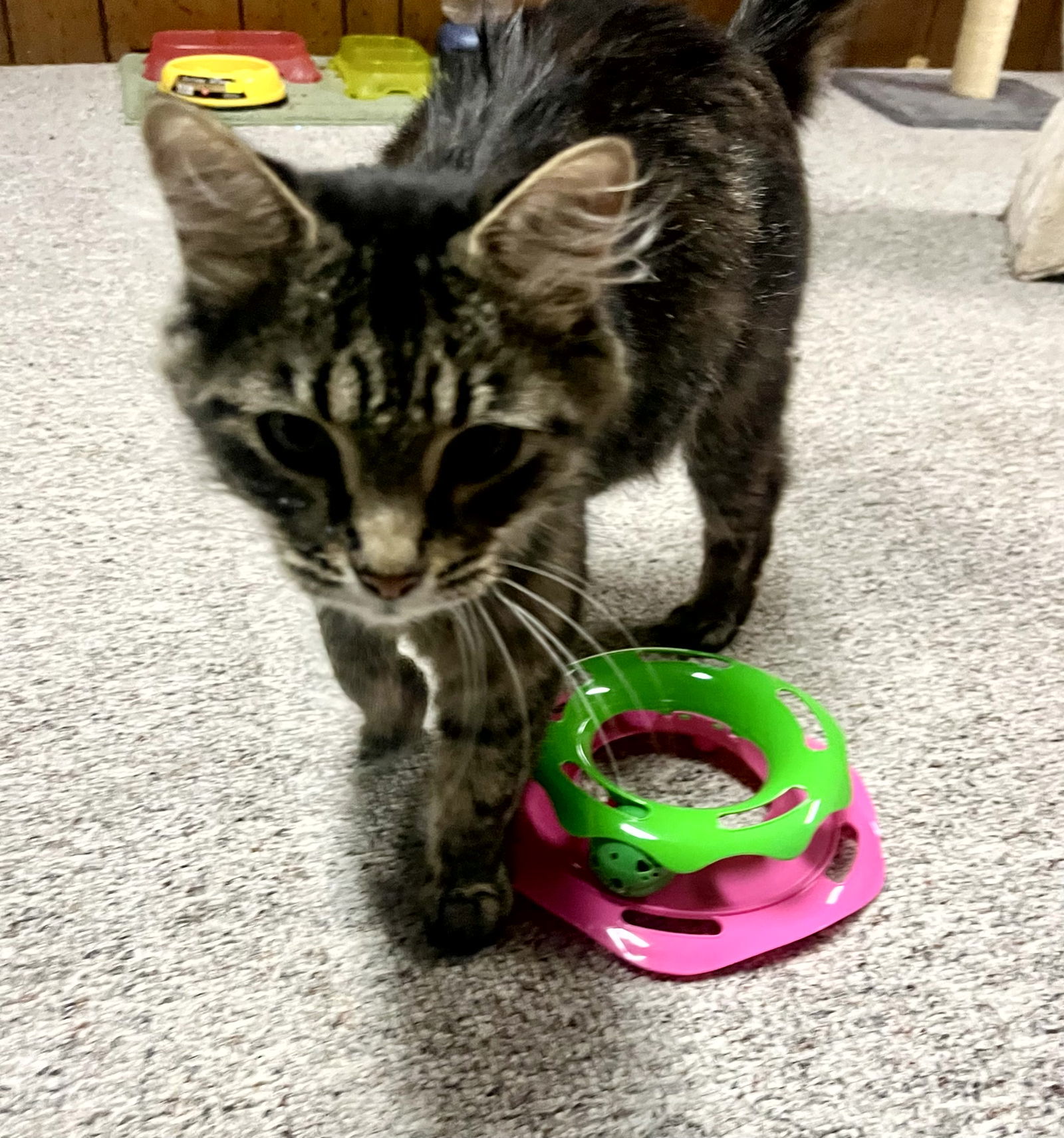 Pepper, an adoptable Domestic Long Hair, Tabby in Traverse City, MI, 49686 | Photo Image 3