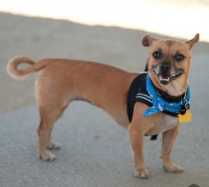 Indiana Jones (Indie) Chihuahua Dog