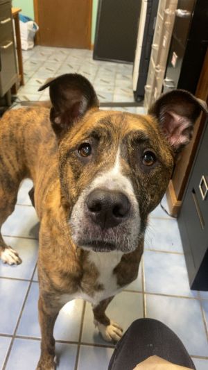 Hazel