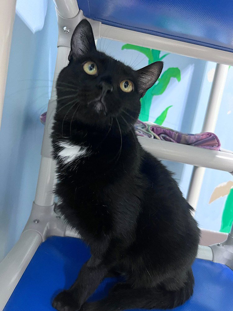 Whiteout, an adoptable Domestic Short Hair in Colorado Springs, CO, 80908 | Photo Image 1