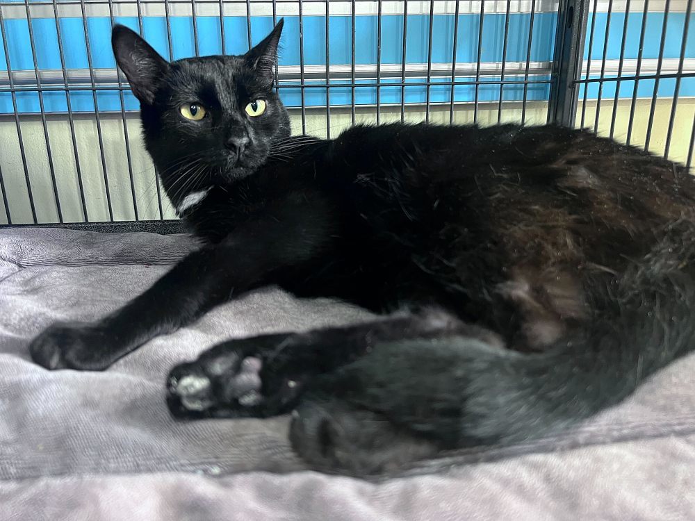 Whiteout, an adoptable Domestic Short Hair in Colorado Springs, CO, 80908 | Photo Image 2