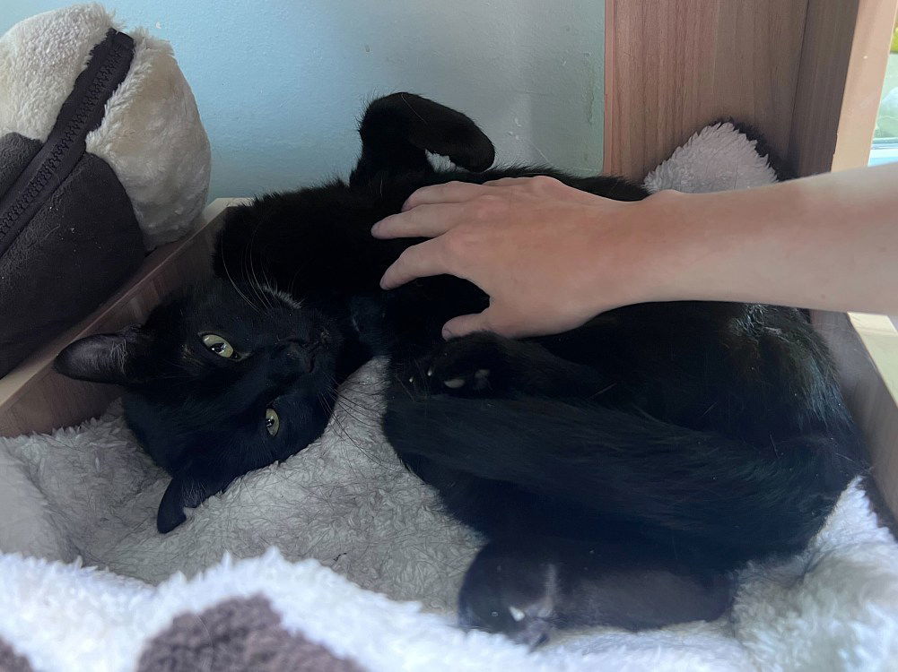 Whiteout, an adoptable Domestic Short Hair in Colorado Springs, CO, 80908 | Photo Image 3