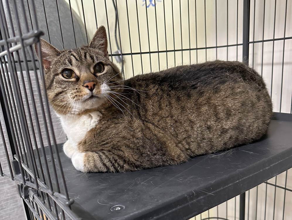 Marlowe, an adoptable Domestic Short Hair in Colorado Springs, CO, 80908 | Photo Image 2