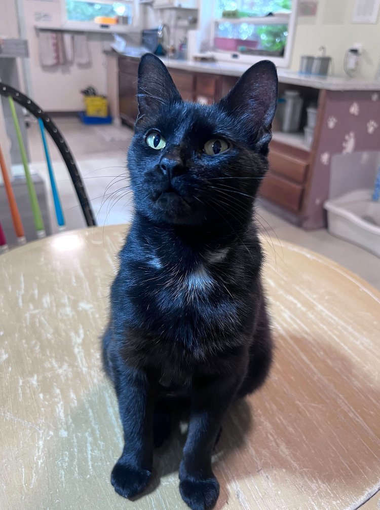 Blipbug, an adoptable Domestic Short Hair in Colorado Springs, CO, 80908 | Photo Image 1