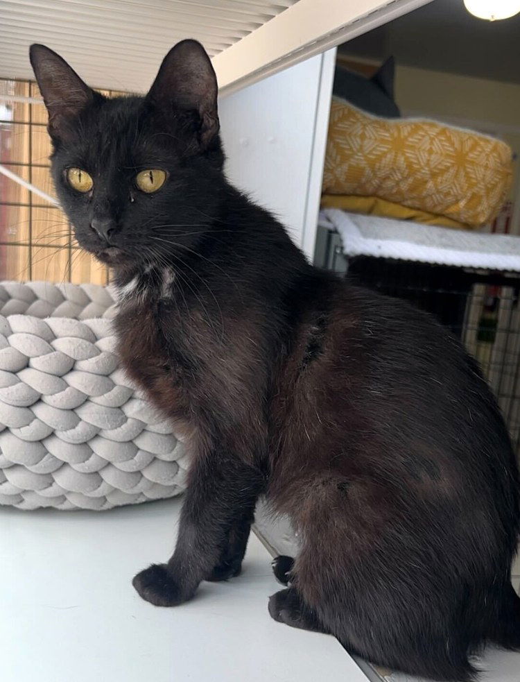 Blipbug, an adoptable Domestic Short Hair in Colorado Springs, CO, 80908 | Photo Image 2