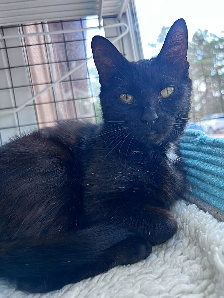 Blipbug, an adoptable Domestic Short Hair in Colorado Springs, CO, 80908 | Photo Image 3