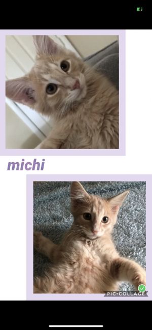 Michi, Baby Male unknown