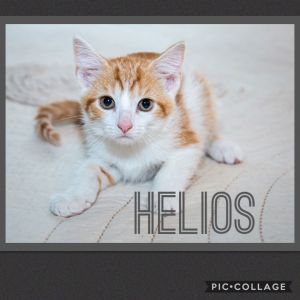 Helios, Young Male unknown