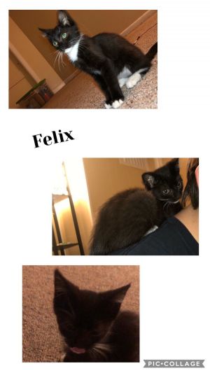 Felix, Baby Male unknown