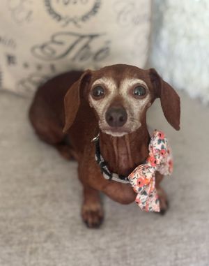 Penny Lane2, Senior Female unknown