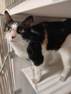 Bijou, Adult Female unknown
